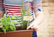 Creare un piccolo giardino di erbe aromatiche sul balcone 705 0 031 Creare un piccolo giardino di erbe aromatiche sul balcone_ok